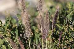 Macrochloa tenacissima