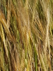 Hordeum vulgare