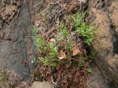 Asplenium cuneifolium