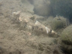 Common Dragonet photo 2