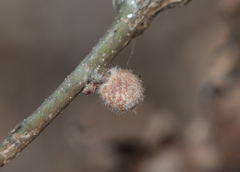 Burnettweldia washingtonensis