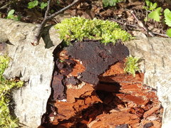 Phellinus laevigatus