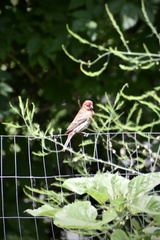 Haemorhous mexicanus