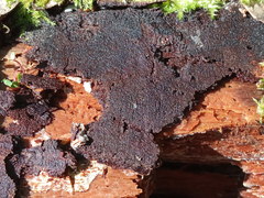 Phellinus laevigatus