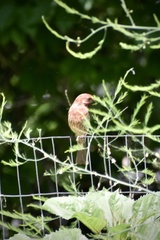 Haemorhous mexicanus