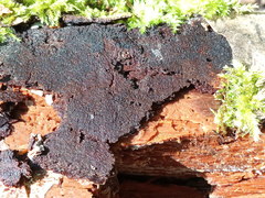 Phellinus laevigatus