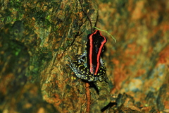 Pulchrana centropeninsularis