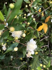 Myrtus communis communis