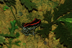 Pulchrana centropeninsularis