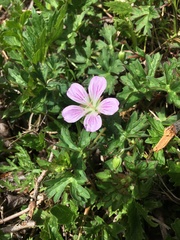 Geranium hayatanum