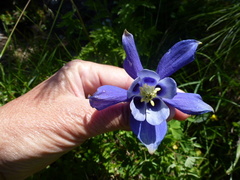 Aquilegia alpina