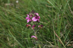 Pedicularis gyroflexa