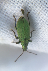 Phyllobius maculicornis