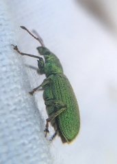 Phyllobius maculicornis