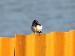 Hirundo rustica