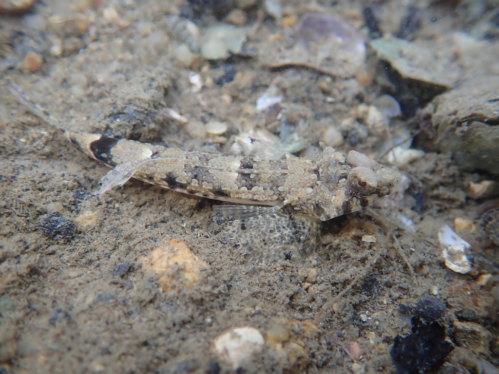 Common Dragonet