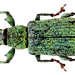 Phyllobius maculicornis - Photo (c) Udo Schmidt,  זכויות יוצרים חלקיות (CC BY-SA)