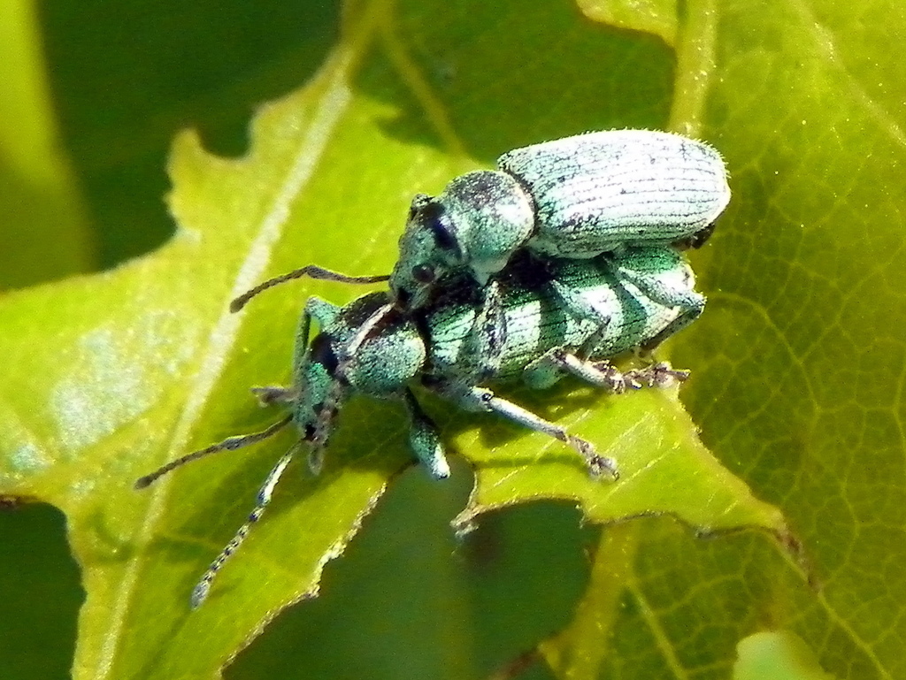 Green Leaf Weevil