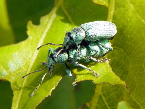 Green Leaf Weevil