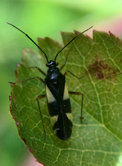 Dryophilocoris flavoquadrimaculatus