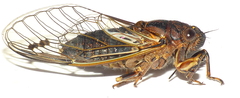 Gelidea torrida