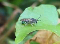 Nomia iridescens