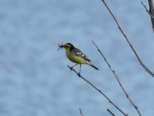 Lavandera cetrina (Motacilla citreola)