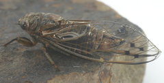 Gelidea torrida