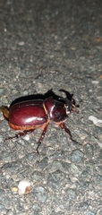 Oryctes nasicornis