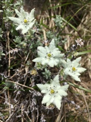 Leontopodium microphyllum