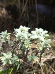 Leontopodium microphyllum