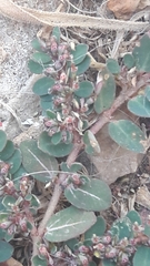 Euphorbia prostrata