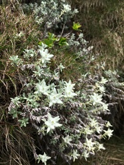 Leontopodium microphyllum