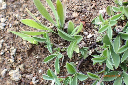 Image of Leobordea eriantha by no rights reserved