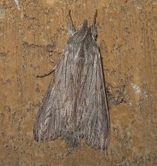 Cucullia intermedia