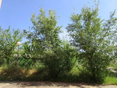 Populus × canadensis