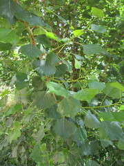 Populus × canadensis