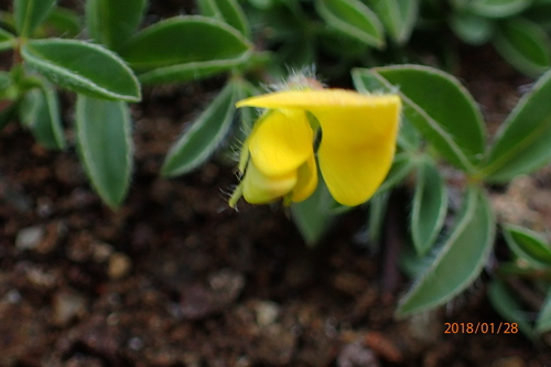 Image of Russet Lotononis (Leobordea eriantha) by no rights reserved