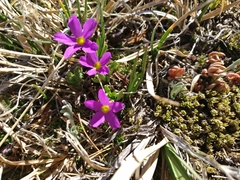 Primula angustifolia