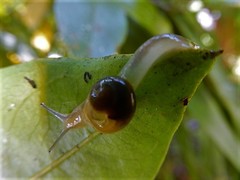 Helicarion perfragilis