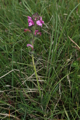 Pedicularis gyroflexa