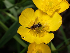 Anasimyia bilinearis
