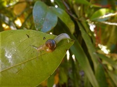 Helicarion perfragilis