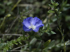 Evolvulus antillanus