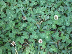 Trifolium repens repens
