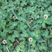 Trifolium repens repens - Photo (c) carloscerrejon, algunos derechos reservados (CC BY-NC), subido por carloscerrejon