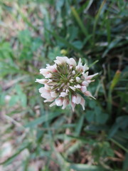 Trifolium repens repens