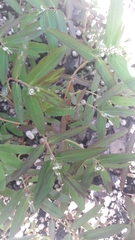 Euphorbia hypericifolia