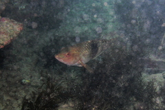 Notolabrus tetricus