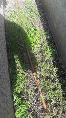 Euphorbia hypericifolia